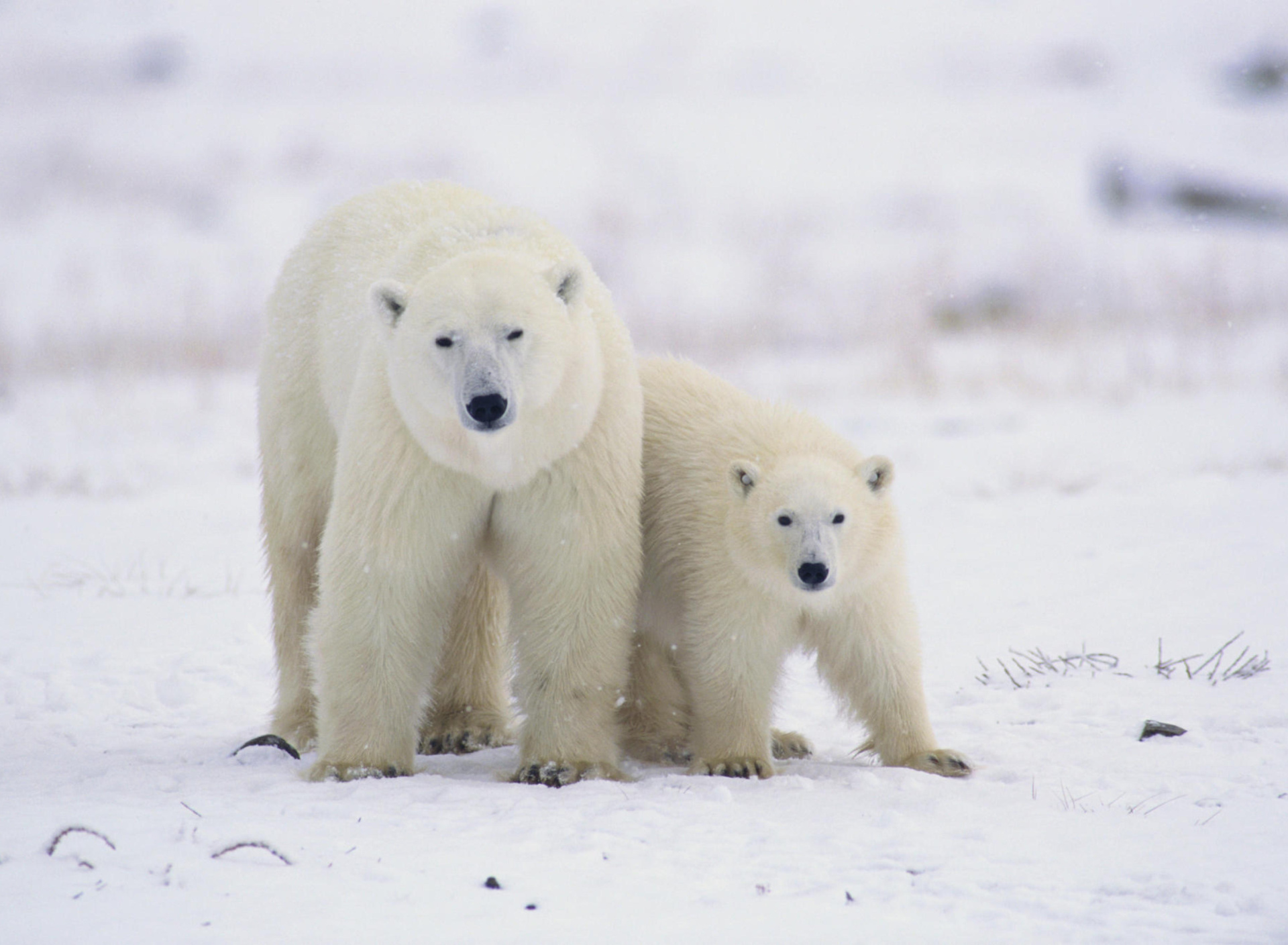 Fondo de pantalla Polar Bears in Canada 1920x1408