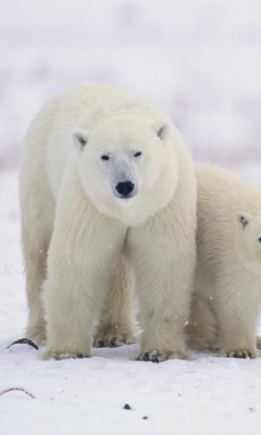 Обои Polar Bears in Canada 240x400