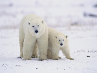 Sfondi Polar Bears in Canada 320x240