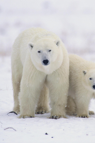 Das Polar Bears in Canada Wallpaper 320x480
