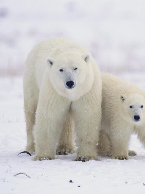 Das Polar Bears in Canada Wallpaper 480x640