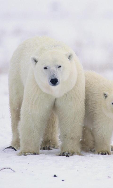 Das Polar Bears in Canada Wallpaper 480x800