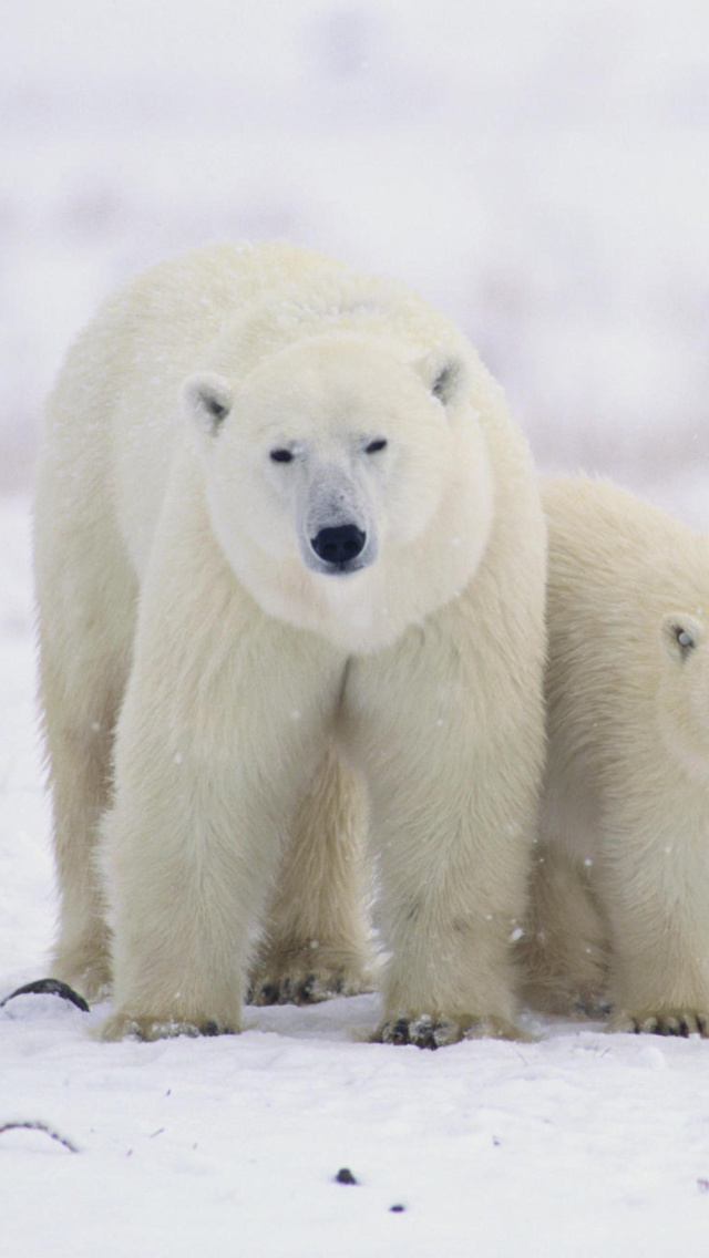 Polar Bears in Canada wallpaper 640x1136