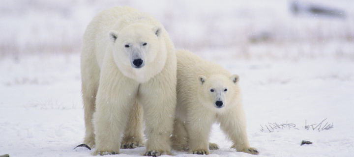 Fondo de pantalla Polar Bears in Canada 720x320
