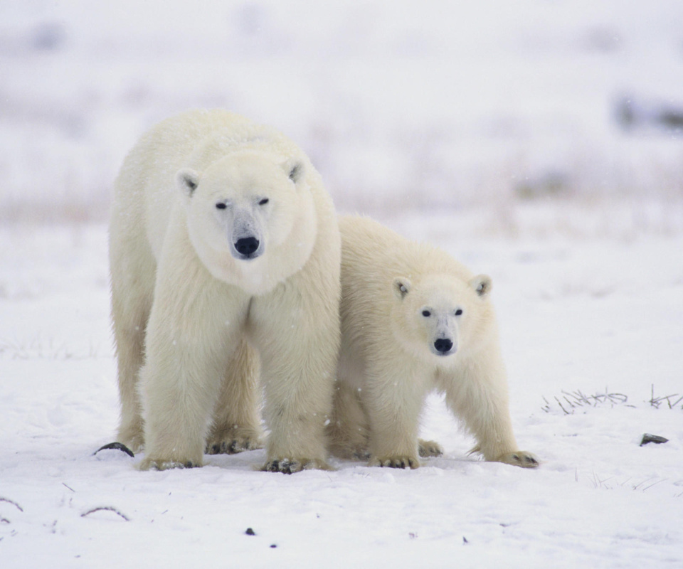 Screenshot №1 pro téma Polar Bears in Canada 960x800