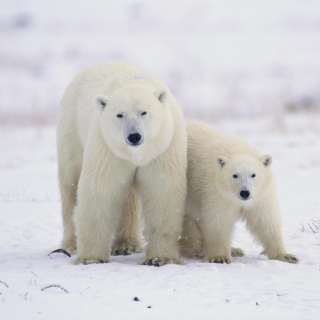 Polar Bears in Canada Background for iPad