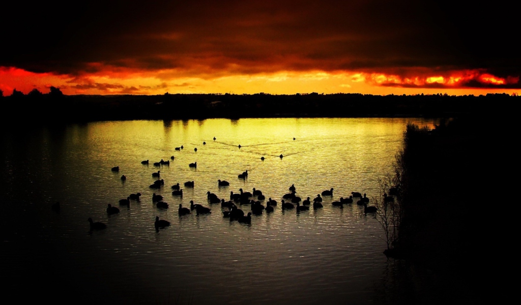 Das Ducks On Lake At Sunset Wallpaper 1024x600