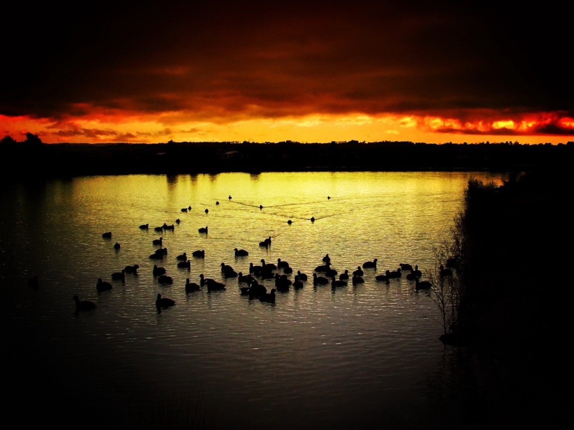 Fondo de pantalla Ducks On Lake At Sunset 1152x864
