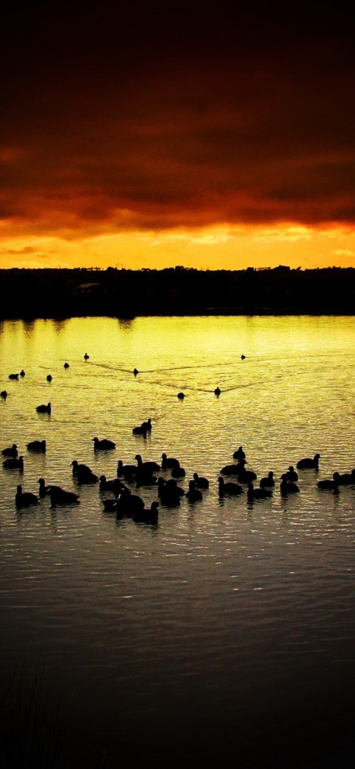 Sfondi Ducks On Lake At Sunset 1170x2532