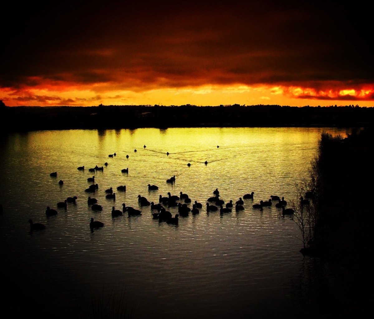 Sfondi Ducks On Lake At Sunset 1200x1024