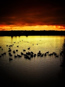 Sfondi Ducks On Lake At Sunset 132x176