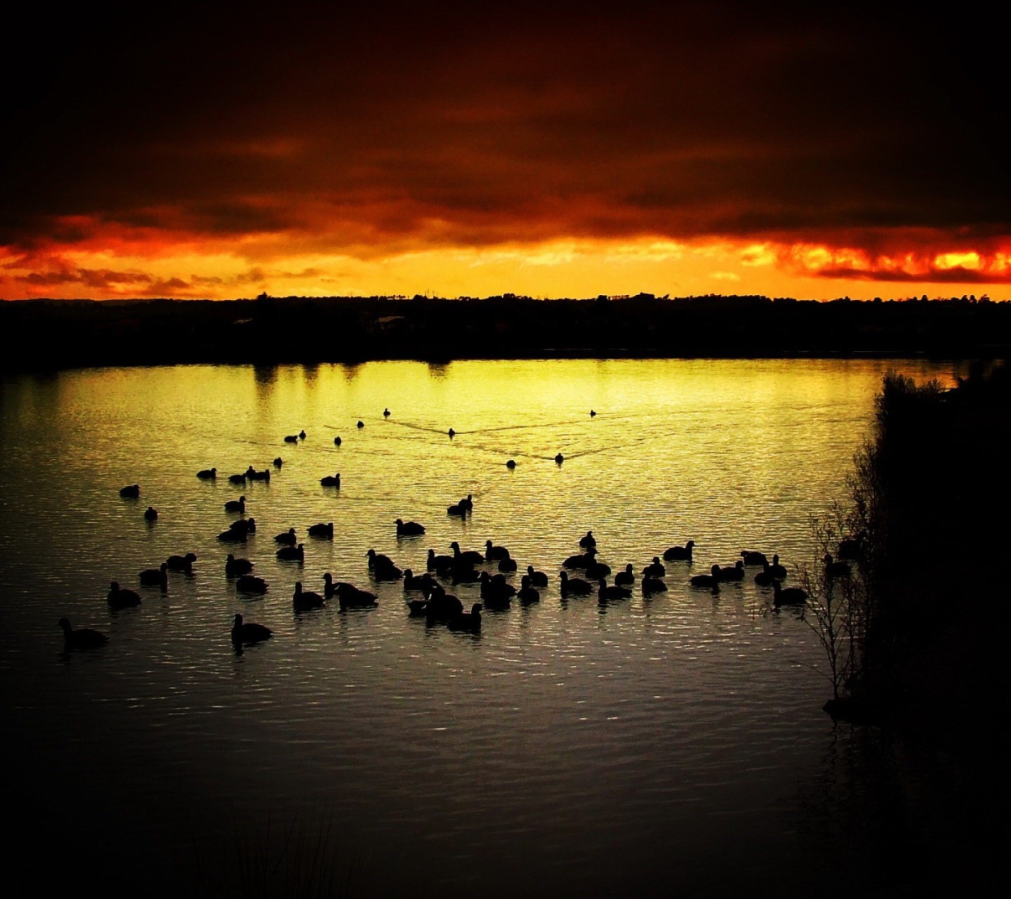 Das Ducks On Lake At Sunset Wallpaper 1440x1280