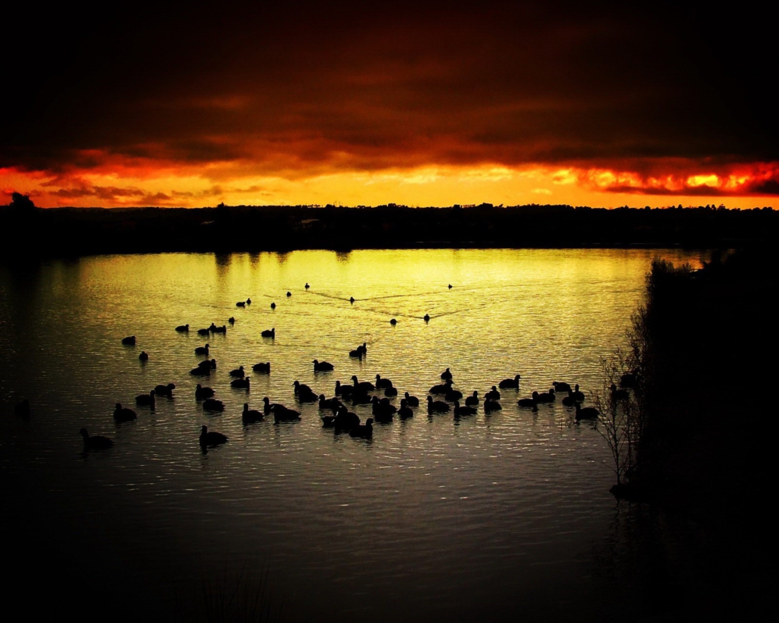 Das Ducks On Lake At Sunset Wallpaper 1600x1280