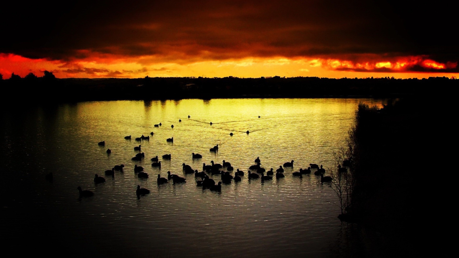 Das Ducks On Lake At Sunset Wallpaper 1600x900