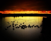 Обои Ducks On Lake At Sunset 176x144
