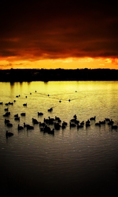 Das Ducks On Lake At Sunset Wallpaper 240x400