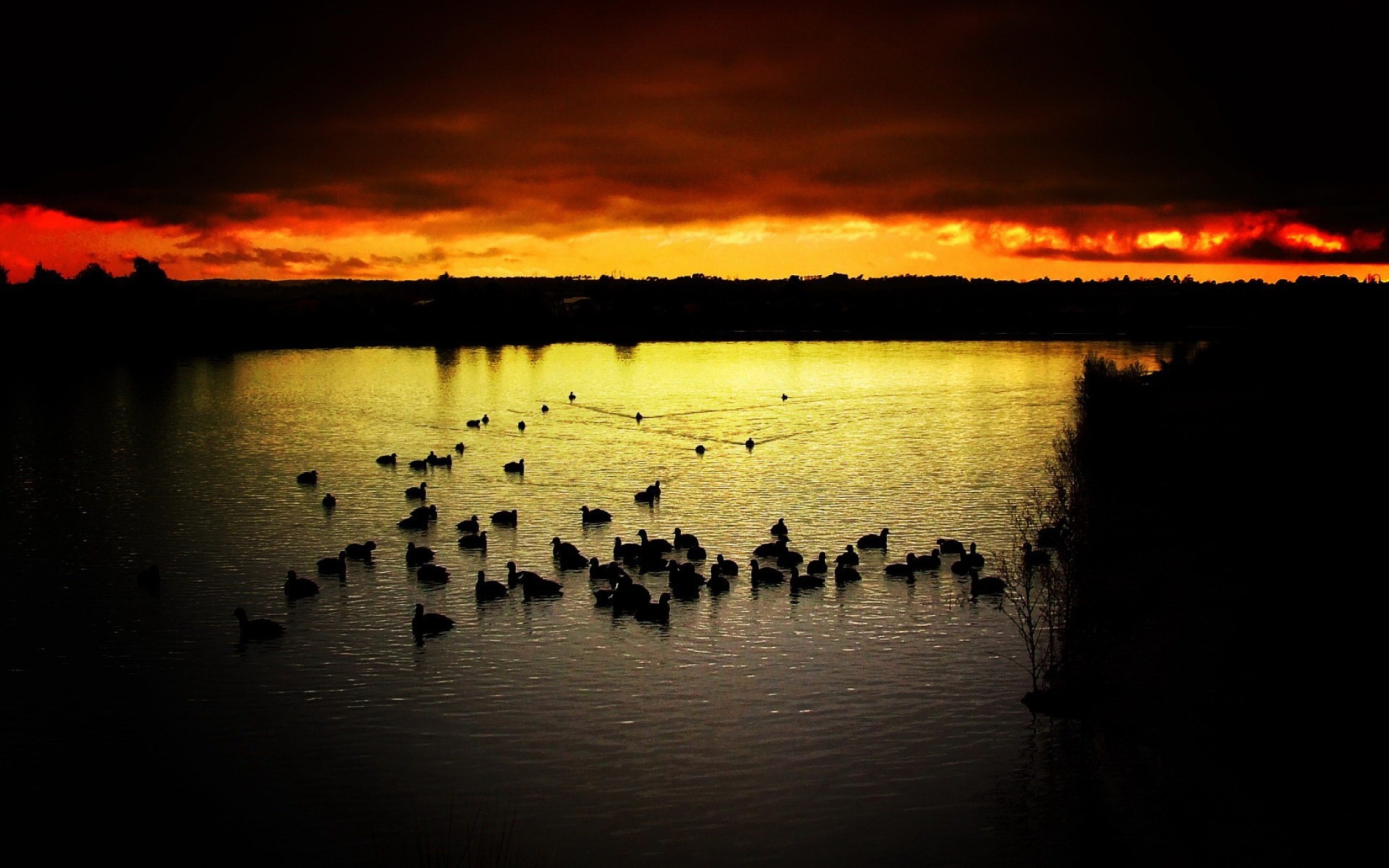 Ducks On Lake At Sunset wallpaper 2560x1600