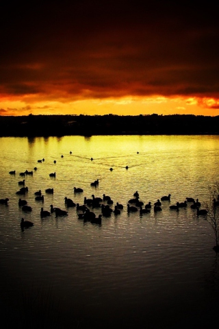 Das Ducks On Lake At Sunset Wallpaper 320x480