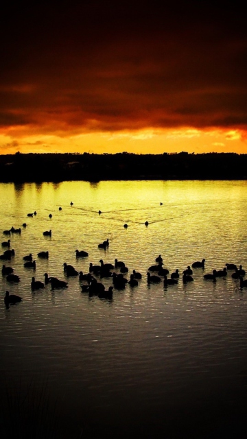 Sfondi Ducks On Lake At Sunset 360x640
