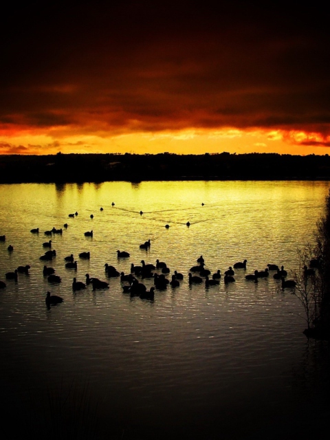 Das Ducks On Lake At Sunset Wallpaper 480x640