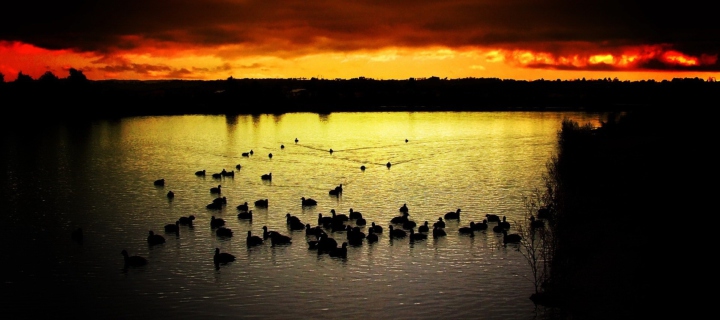 Das Ducks On Lake At Sunset Wallpaper 720x320