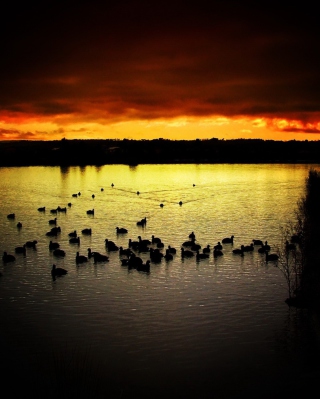 Ducks On Lake At Sunset sfondi gratuiti per HTC Touch Pro