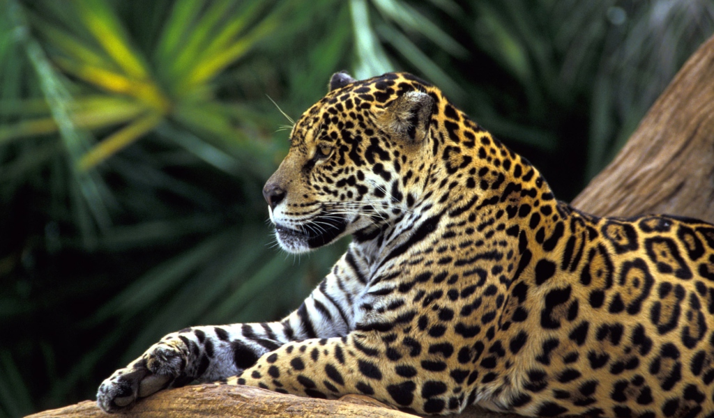 Jaguar In Amazon Rainforest wallpaper 1024x600