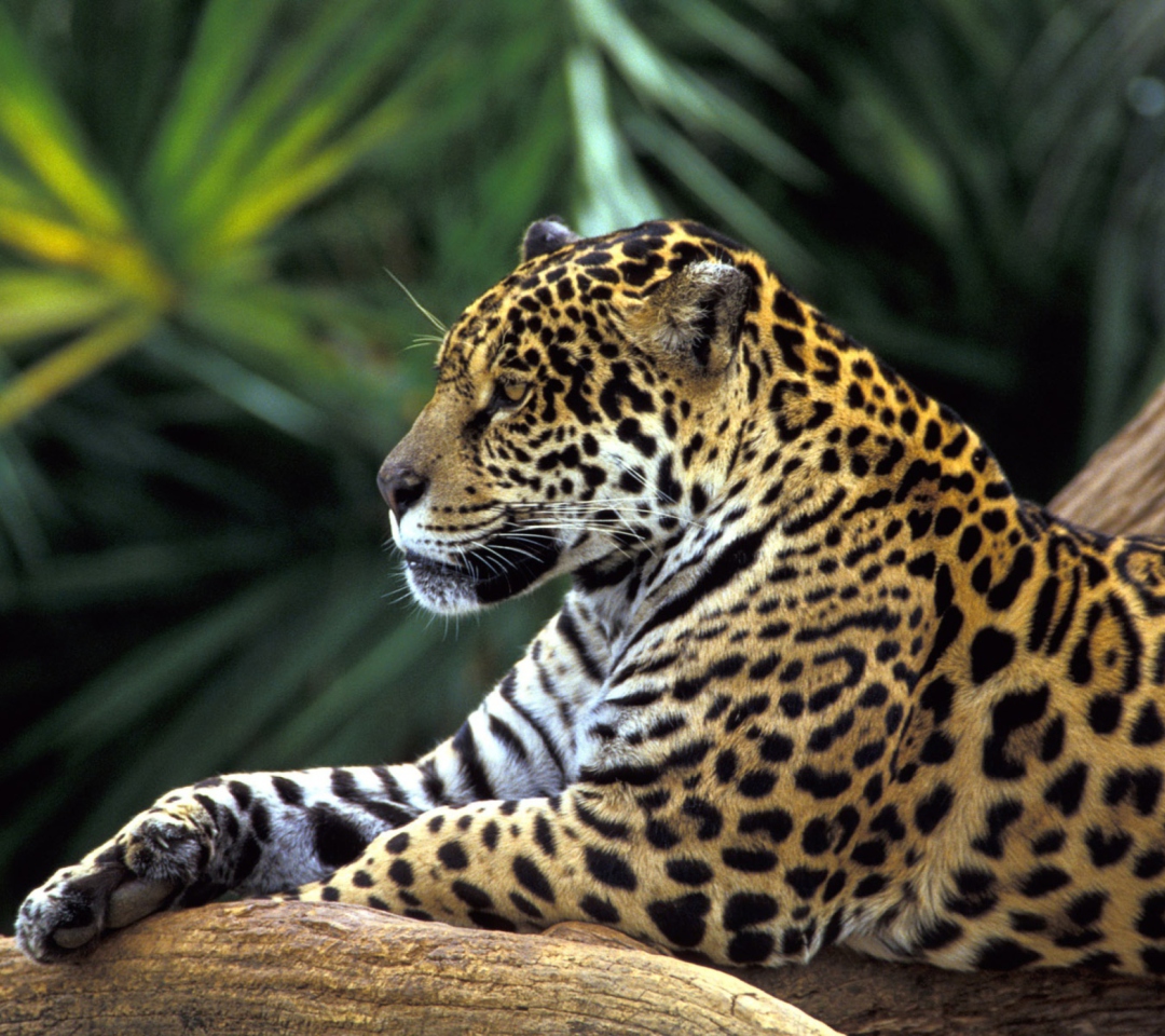 Jaguar In Amazon Rainforest wallpaper 1080x960