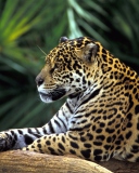 Обои Jaguar In Amazon Rainforest 128x160