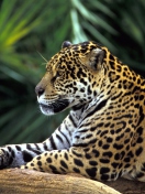 Jaguar In Amazon Rainforest wallpaper 132x176