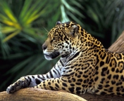 Sfondi Jaguar In Amazon Rainforest 176x144