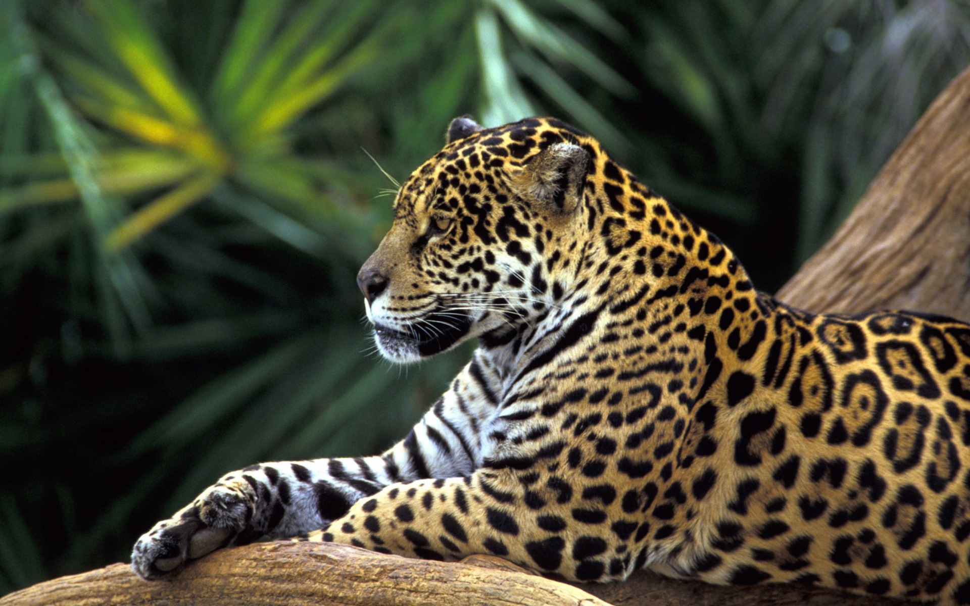 Jaguar In Amazon Rainforest wallpaper 1920x1200