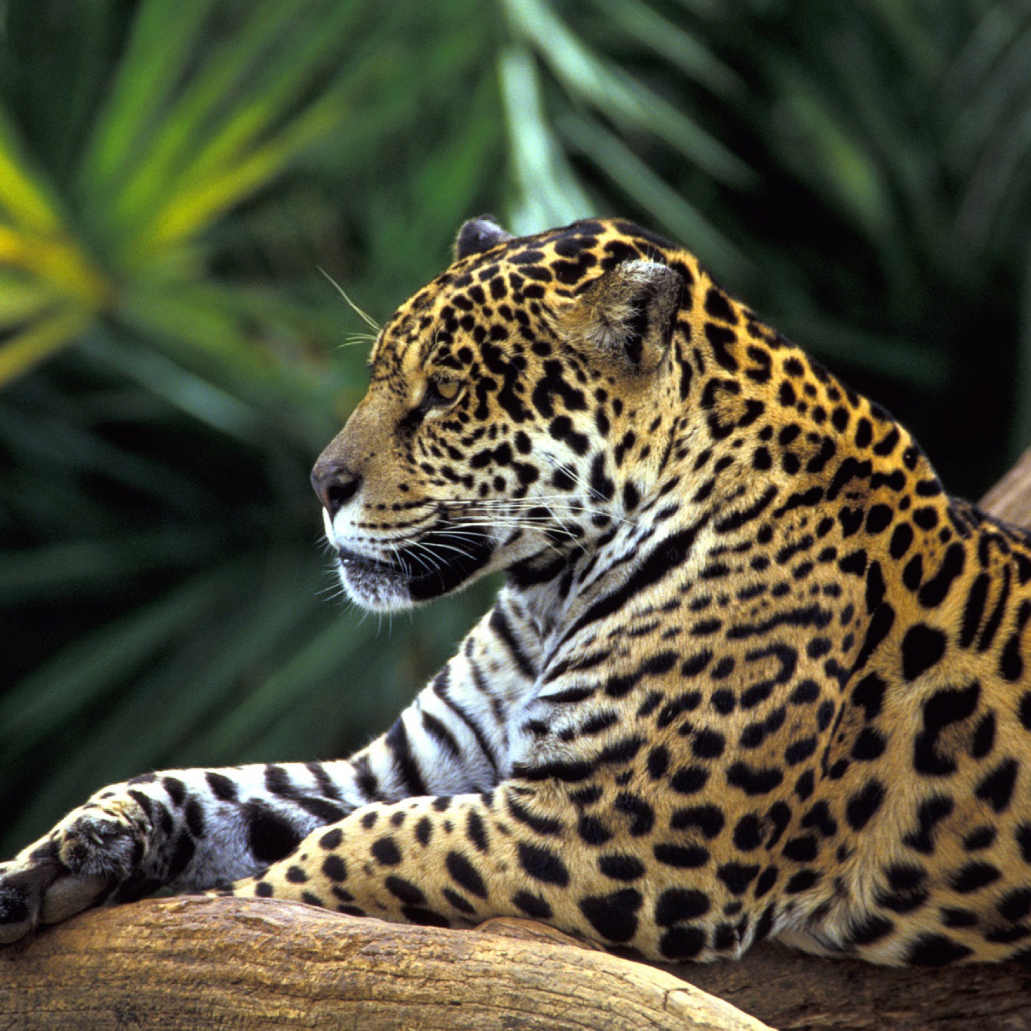Jaguar In Amazon Rainforest screenshot #1 2048x2048