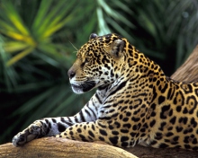 Screenshot №1 pro téma Jaguar In Amazon Rainforest 220x176