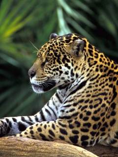 Das Jaguar In Amazon Rainforest Wallpaper 240x320