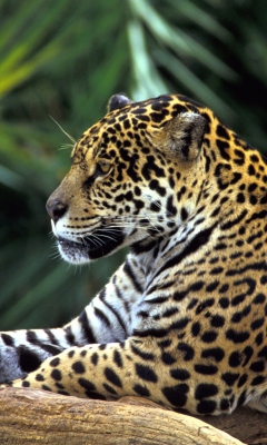 Das Jaguar In Amazon Rainforest Wallpaper 240x400