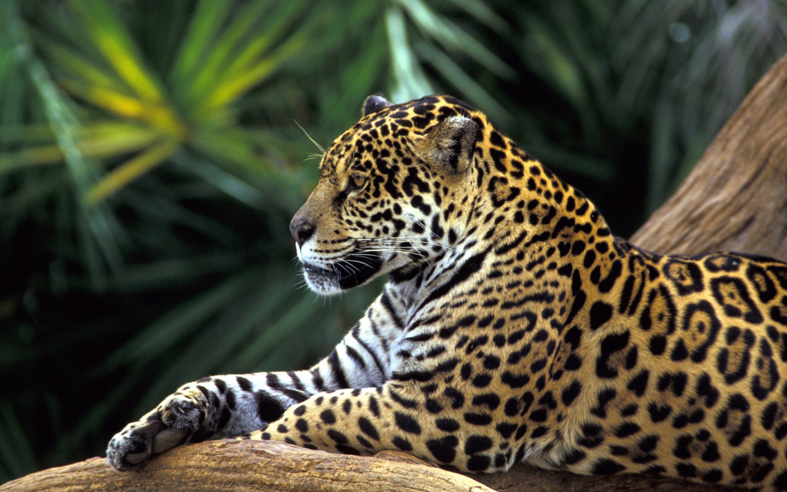 Das Jaguar In Amazon Rainforest Wallpaper 2560x1600