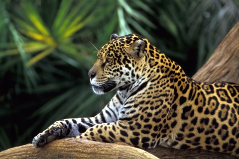 Обои Jaguar In Amazon Rainforest 480x320