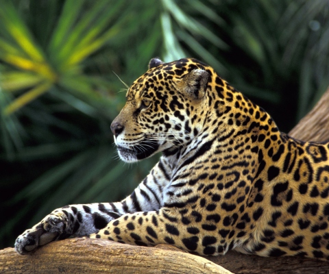Screenshot №1 pro téma Jaguar In Amazon Rainforest 480x400