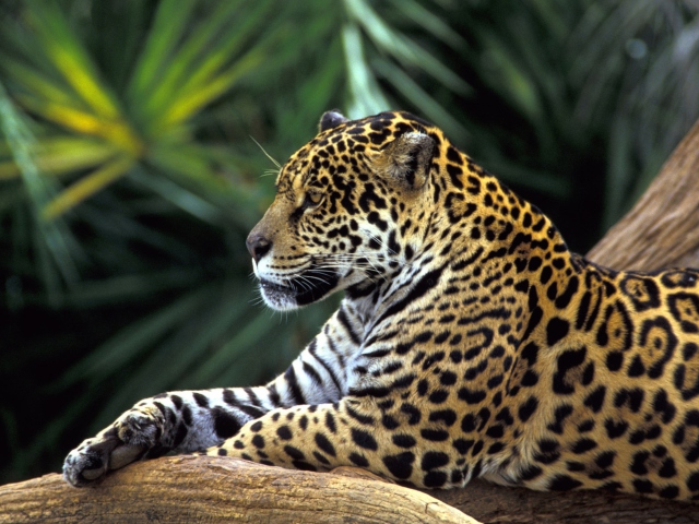 Обои Jaguar In Amazon Rainforest 640x480