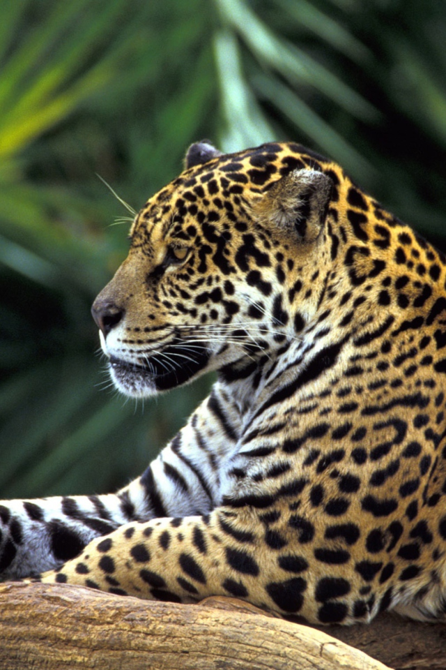 Обои Jaguar In Amazon Rainforest 640x960