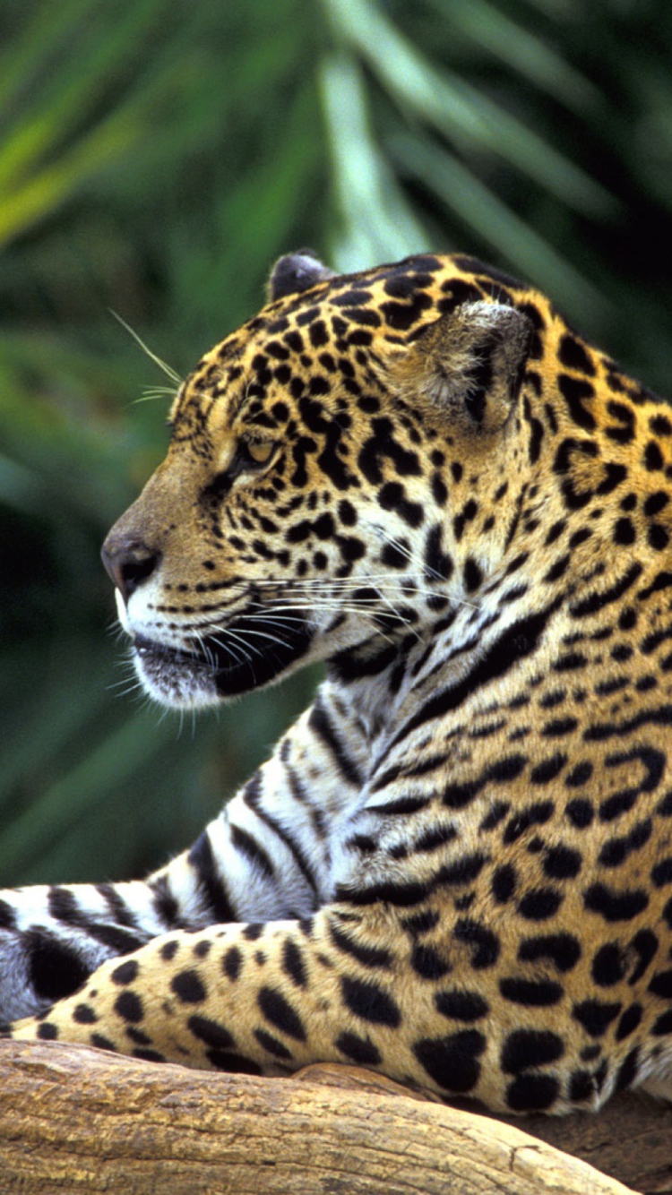 Fondo de pantalla Jaguar In Amazon Rainforest 750x1334