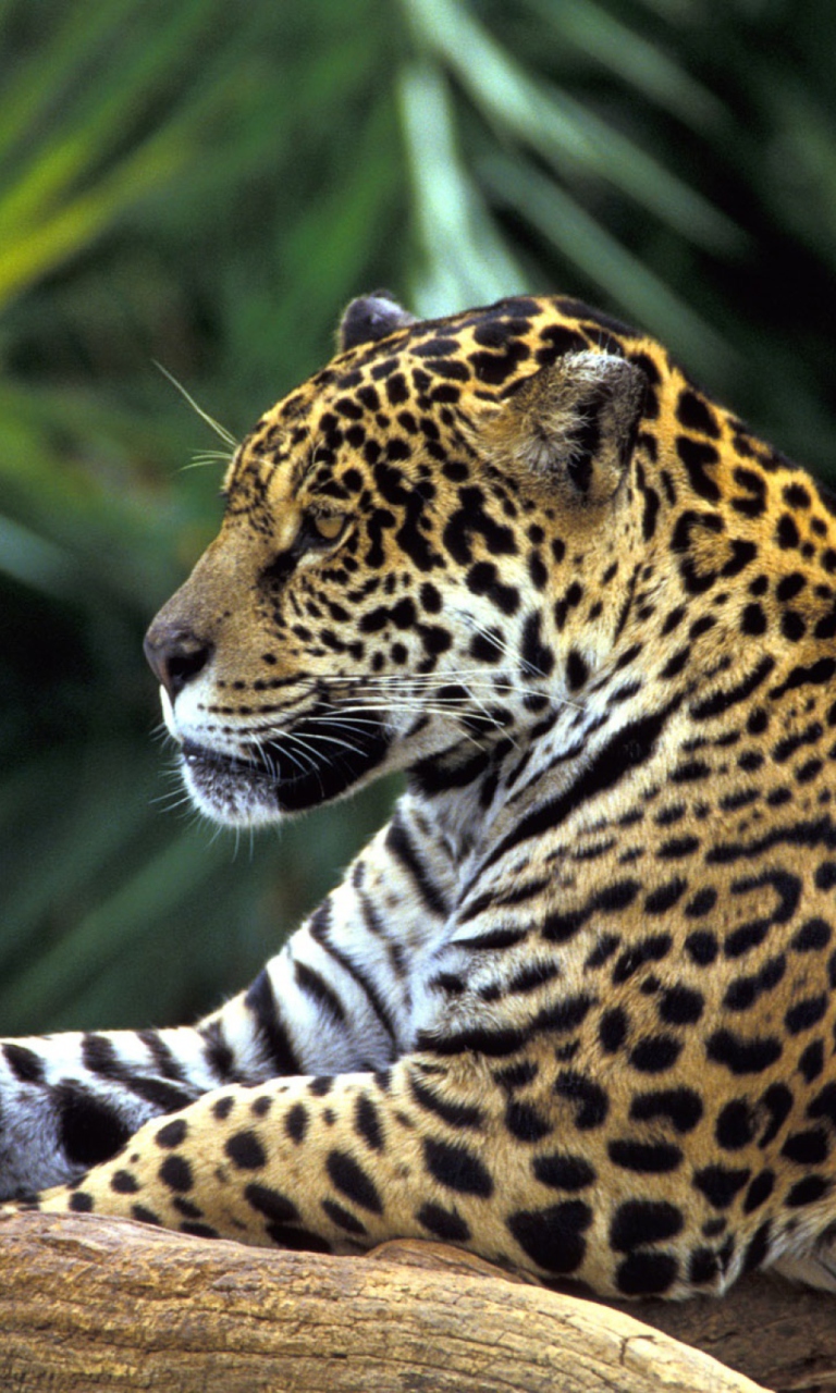 Fondo de pantalla Jaguar In Amazon Rainforest 768x1280