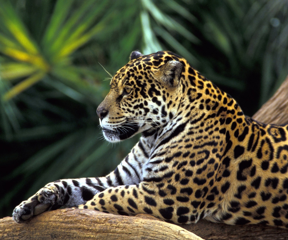 Обои Jaguar In Amazon Rainforest 960x800