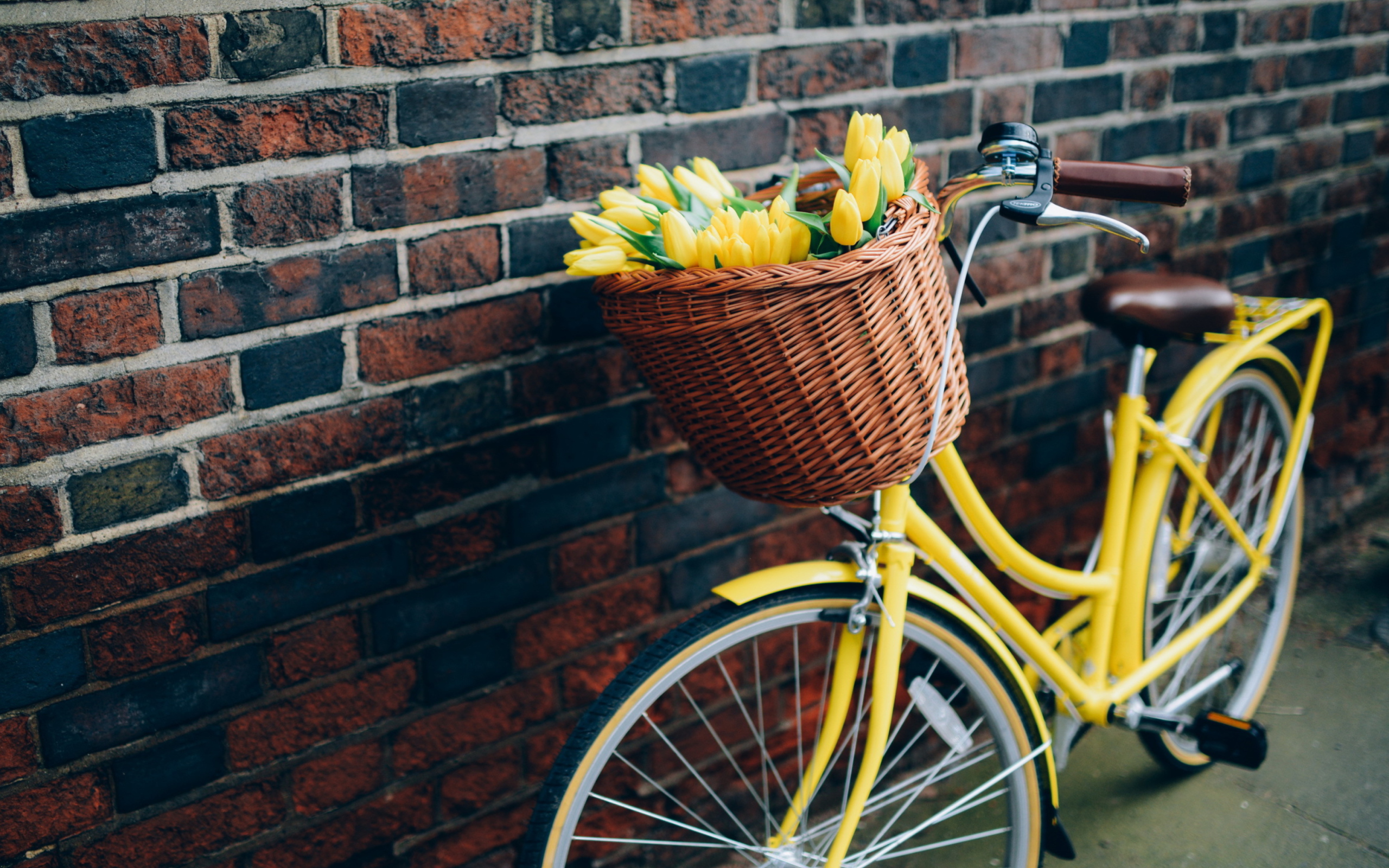 Sfondi Yellow Tulips Bicycle 2560x1600