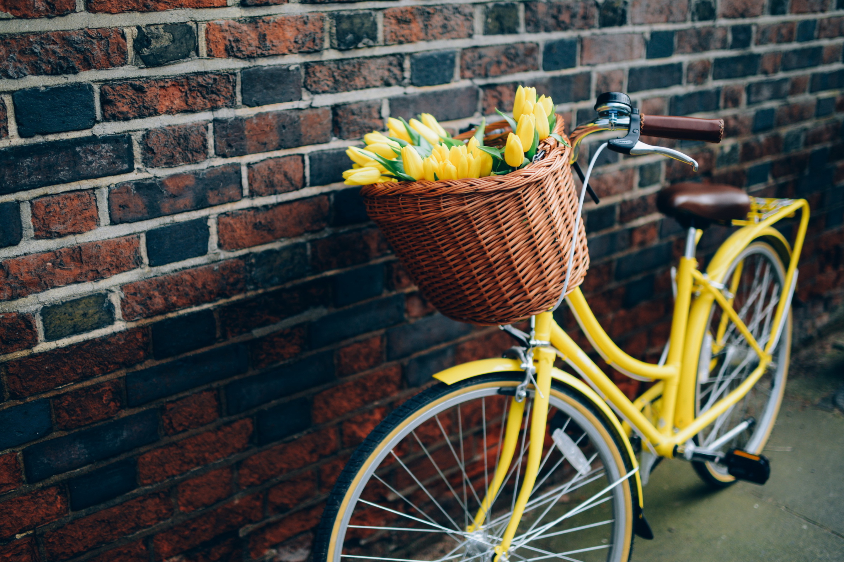 Yellow Tulips Bicycle wallpaper 2880x1920