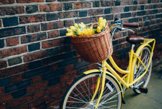 Yellow Tulips Bicycle Picture for Android, iPhone and iPad