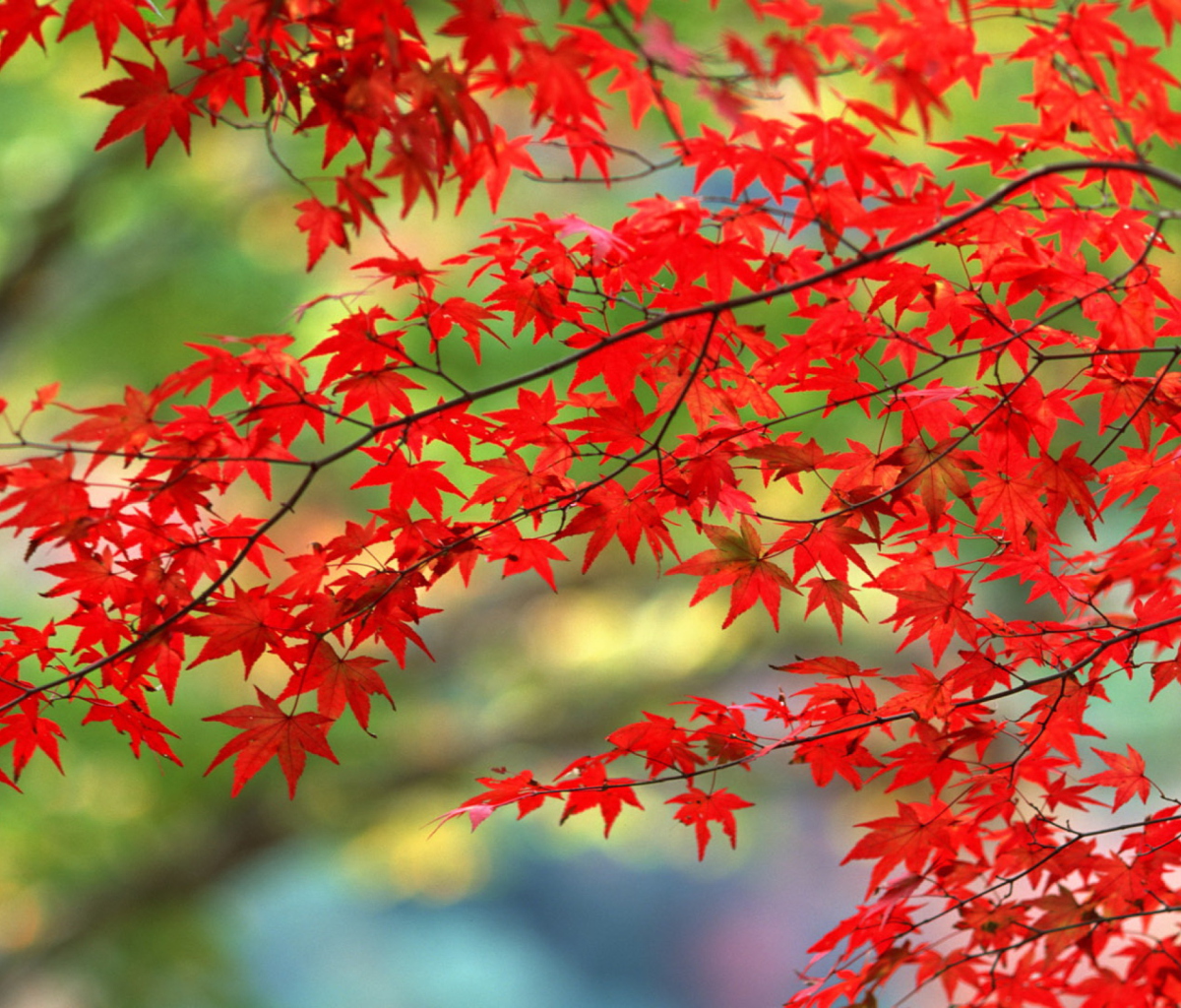 Обои Japanese Maple 1200x1024