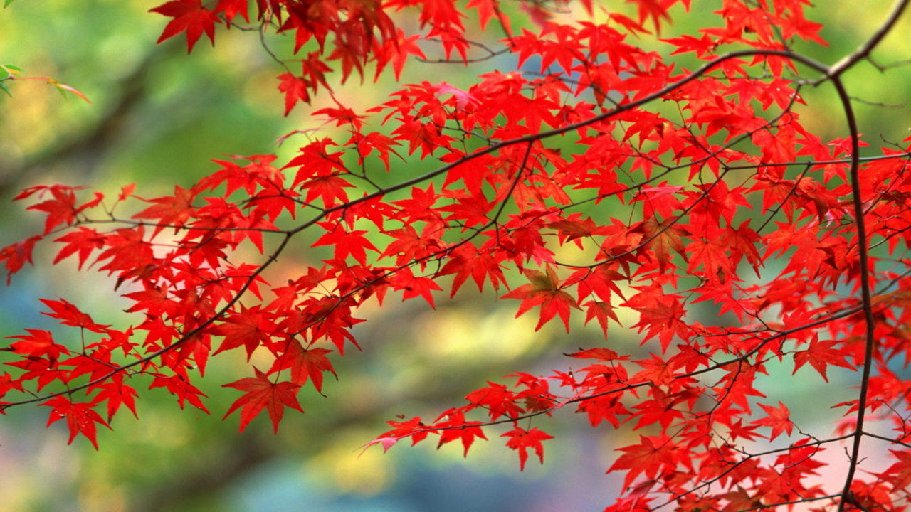 Screenshot №1 pro téma Japanese Maple 1280x720