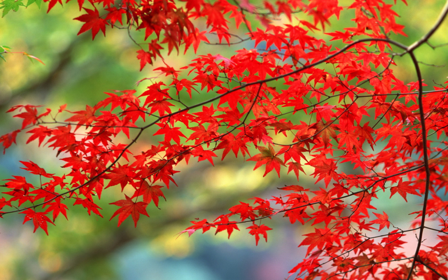 Screenshot №1 pro téma Japanese Maple 1440x900